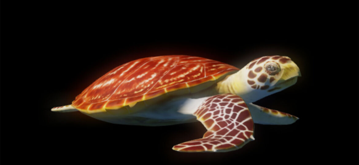 turtle 8